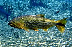 Dourado(Salminus brasiliensis)emBonito.jpg