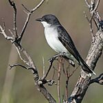 Archivo:Eastern Kingbird (34190350870)