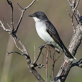 Eastern Kingbird (34190350870).jpg