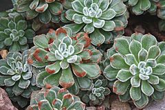 Echeveria setosaCRH.JPG