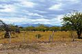 El Jicaral Campo