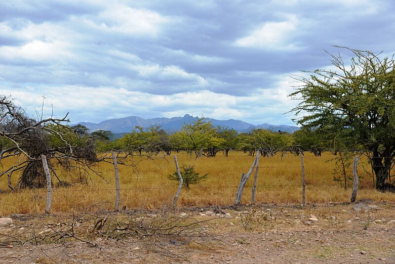 El Jicaral Campo
