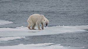 Archivo:Endangered arctic - starving polar bear