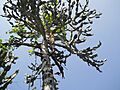 Euphorbia antiquorum (YS) (5)