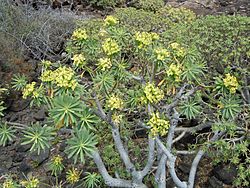 Euphorbia regis-jubae à Lanzarote.JPG