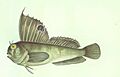 FMIB 46186 Butterfly Blenny