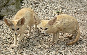 Fennec Foxes.jpg