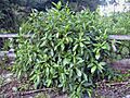 Ficus aurea01