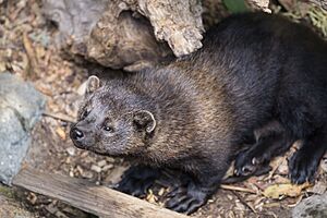 Archivo:Fishers (14584727897)