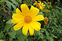 Archivo:Flor amarilla I
