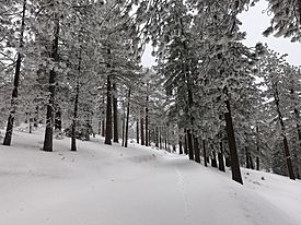 Frazier Mountain Snow.jpg
