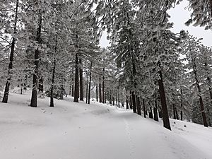 Archivo:Frazier Mountain Snow
