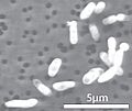 GFAJ-1 (grown on phosphorus)