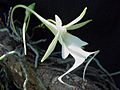 Ghost Orchid2