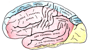 Archivo:Gray's Anatomy plate 517 brain