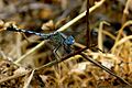 Ground Skimmer Diplacodes trivialis Young Male by kadavoor