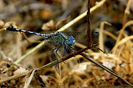 Ground Skimmer Diplacodes trivialis Young Male by kadavoor