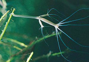 Archivo:Hydra oligactis