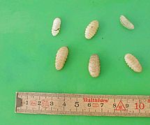 Archivo:Hypoderma bovis larvae young