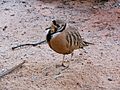 Inland dotterel Peltohyas australis