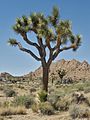 Joshua Tree Nationalpark P4130402