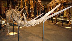 Archivo:Kentrosaurus tail