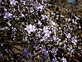 LIMONIUM CATALAUNICUM - AGUDA - IB-330 (Ensopeguera nebulosa)