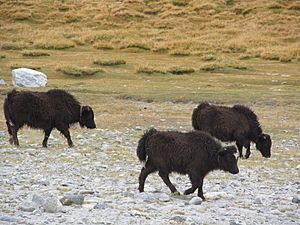 Archivo:Ladakh yak (1)