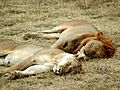 Lion and lioness sleeping