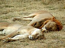 Archivo:Lion and lioness sleeping