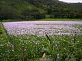 Lirio en la Laguna del Rosario - panoramio