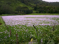 Lirio en la Laguna del Rosario - panoramio.jpg