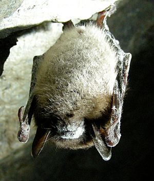 Archivo:Little Brown Bat with White Nose Syndrome (Greeley Mine, cropped)