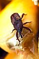 Maize weevil