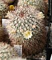 Mammillaria buxbaumiana