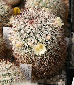 Archivo:Mammillaria buxbaumiana