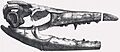Mosasaurus missouriensis