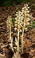 Neottia nidus-avis plants
