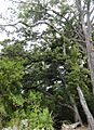 Nothofagus menziesii 4