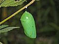Nymphalidae - Danaus plexippus Chrysalis