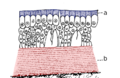 Origin of Vertebrates Fig 141b