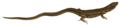 PZSL1851PlateReptilia06 Cercosaura ocellata