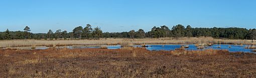 Archivo:Panorama of Thursley Common, looking over the bog pools