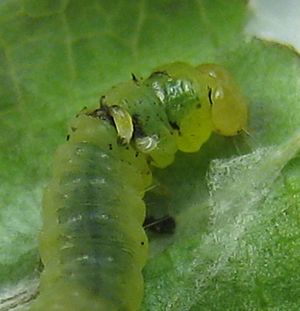 Archivo:Phytodietus larva