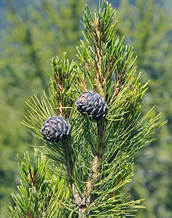 Archivo:Pinus cembra cones in Gröden crop