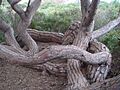 Pinus pinea po