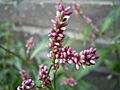 PolygonumPersicara-flower-sm