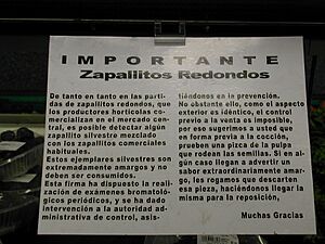 Archivo:Preventive post on possible bitter fruits of Cucurbita maxima zapallito type