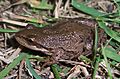 Pseudacris maculata