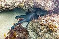 Pulpo (Octopus vulgaris), isla de Mouro, Santander, España, 2019-08-14, DD 30